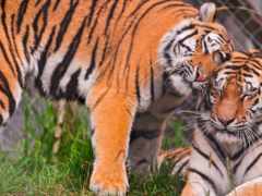 тигры, любовь