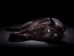 черный кот с серыми глазами