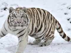 тигр, снег, белый