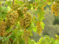 есть много винограда, свисающего с ветвей дерева