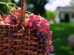 виноград, оригинал, ягоды