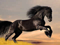 stallion, натуральные