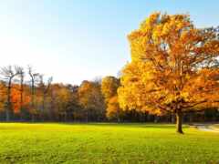 осень, дерево, abrakadabra