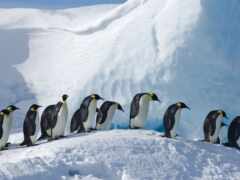 пингвин, антарктида, снег