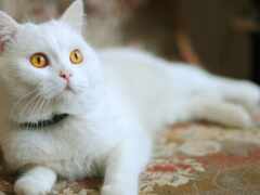 белый кот с желтыми глазами, лежащий на стуле