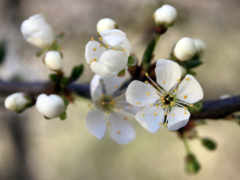 branch, цветущей, вишни