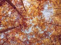 дерево, осень, взгляд
