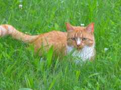 есть кошка, которая лежит в траве с фрисби