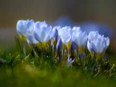 cvety, весна, голубые