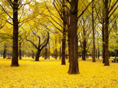 hojas, amarillas, árbol