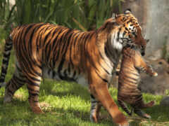 Тигрица с детенышем