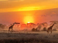 саванна, жираф, африка