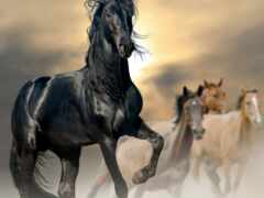 лошади бегут в пыли в облачный день