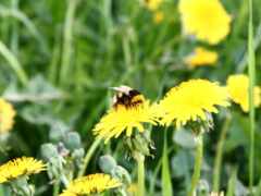 bumblebee, одуванчик, makryi