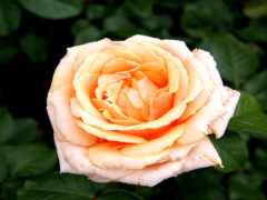 есть роза, которая цветет в саду