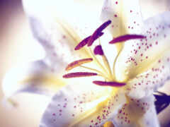 lily, белая, лилии
