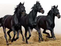 лошадей, три, лошади