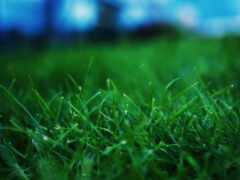 поле, травка, зелёная