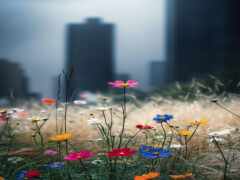 яркие цветы в поле с высокими зданиями на заднем плане