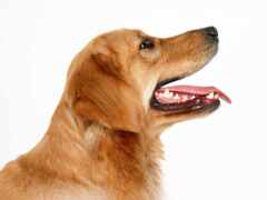 есть собака, которая смотрит на что-то