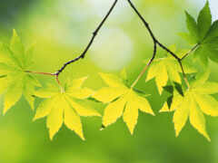 листва, зеленые, воспоминания