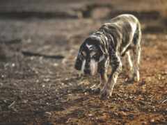 есть собака, которая ходит по грязи