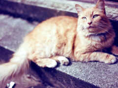 есть кошка, которая лежит на ступенях