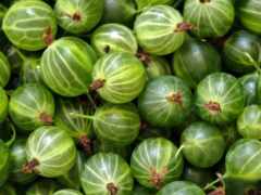 закрытие груды зеленой крыжовники с коричневыми стеблями