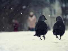 вороны, птицы, зима