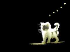 белый кот стоит на черной поверхности, а вокруг летают сердца