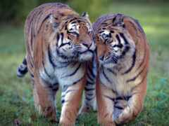 тигр, кот, тигрица