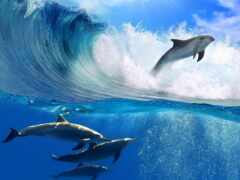 дельфины, дельфин, waves