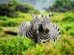 зебры, стоящие на поле высокой травы с деревьями на заднем плане