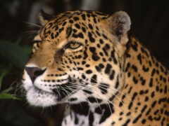 ягуар, животное, леопард