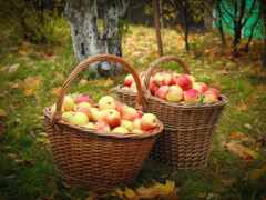 осень, яблоки