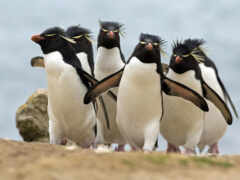 пингвины, птицы, широкоформатные