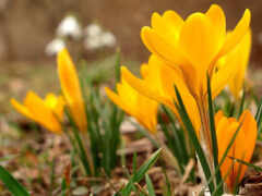 cvety, желтые, весна