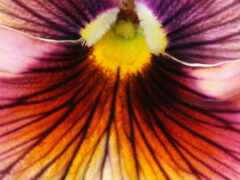 закрытие цветка с желтым центром и фиолетовыми лепестками