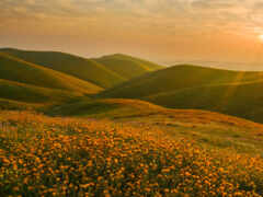 арафический вид на поле диких цветов в горах