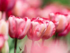 cvety, тюльпаны, весенние