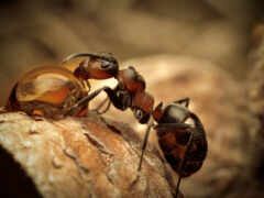 муравьи, ant, они