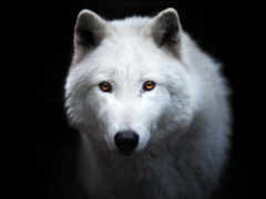 белый волк с желтыми глазами в темноте