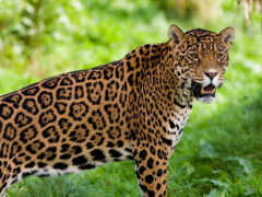 jaguar, пелигро, zhivotnye