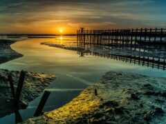 фото, кат, роялти