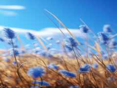 высокая трава с голубыми цветами в поле с голубым небом