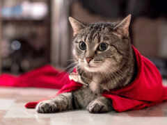 есть кошка, которая лежит на полу