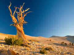 дерево, сухое, пустыня