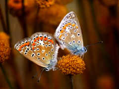 бабочки, mariposas, насекомые