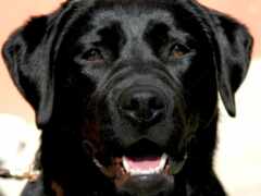 есть черная собака, которая сидит на поводке