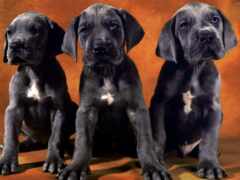 три черные собаки сидят рядом друг с другом на коричневом фоне